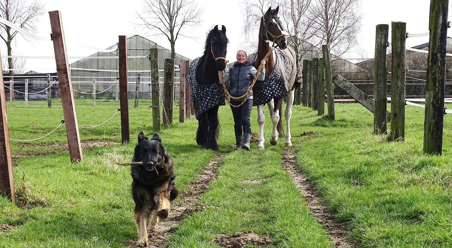 Susanne mit Pferden und Hund