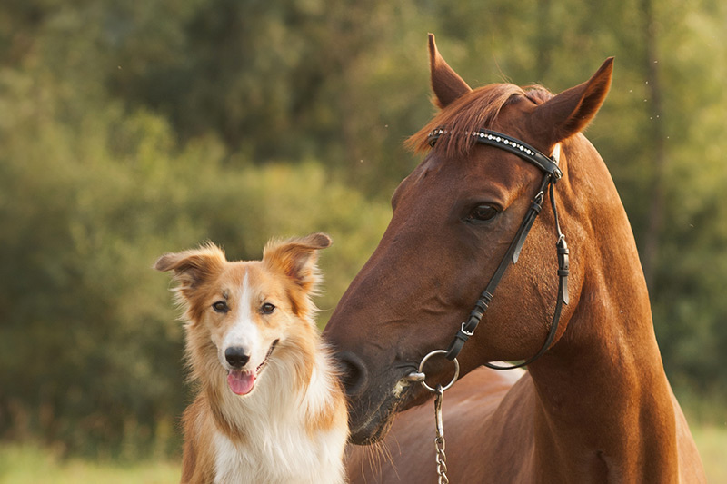 Pferdeosteopathie – Hund und Pferd bei Hodoo Tierosteopathie Erkelenz