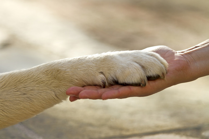 Hundeosteopathie – Hundepfote in der Hand der Tierosteopathin
