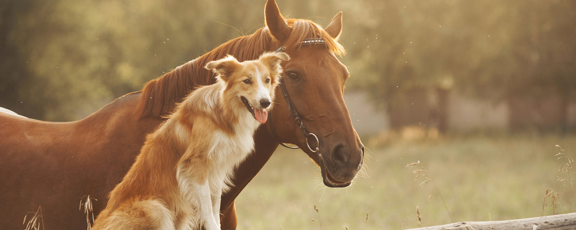 Hodoo Tierosteopathie – Hund und Pferd bei Susanne Schmitz in Erkelenz