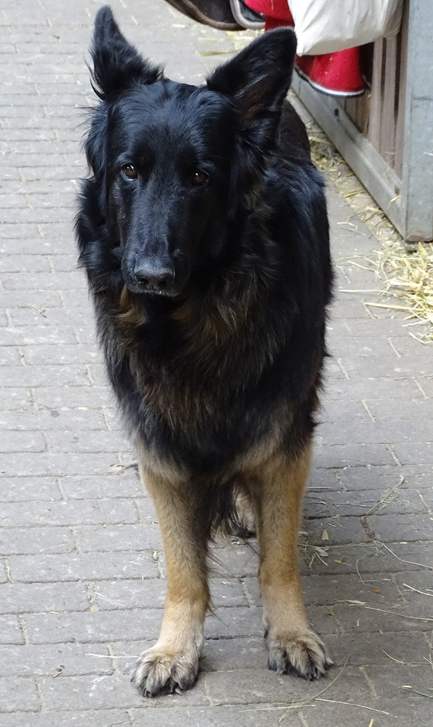 Schäferhund im Stall