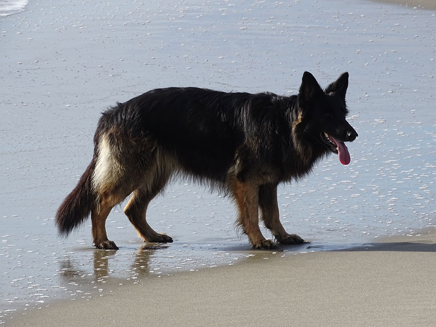Deutscher Schäferhund am Strand
