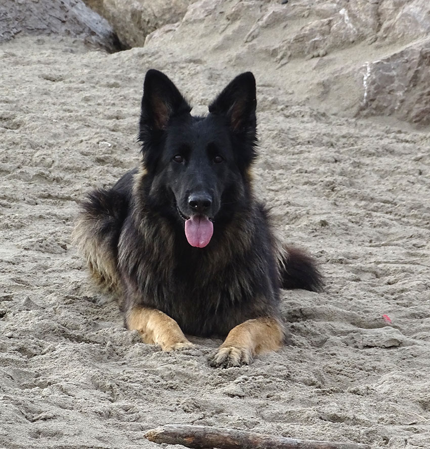 Schäferhund im Sand