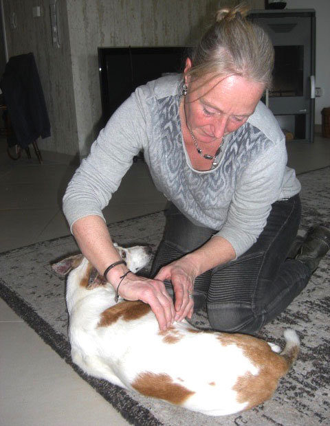 Hundebehandlung
