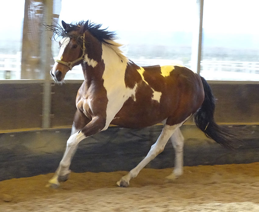Pferd in der Reithalle