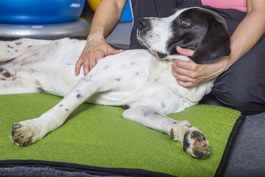 Hundephysiotherapie und Osteopathie – Hodoo Tierosteopathie