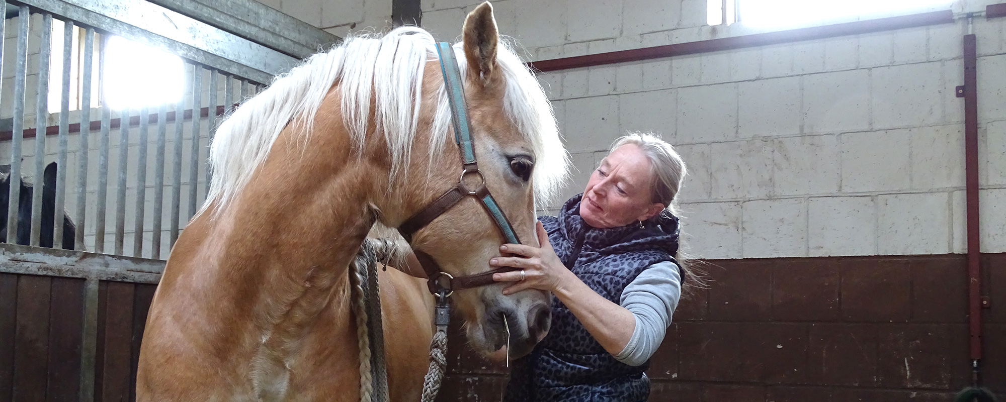 Pferdeosteopathie Behandlung durch Hodoo Tierosteopathie